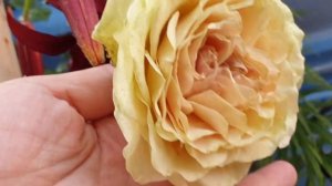 Rose Gravity