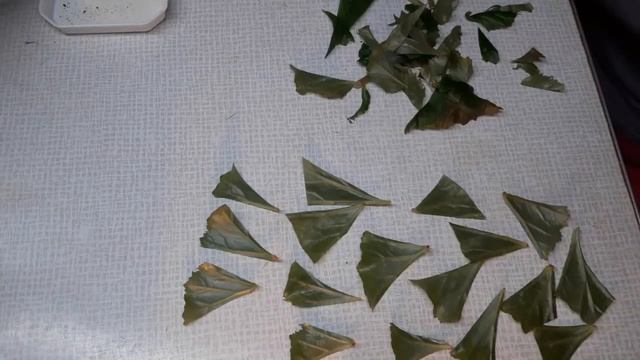 Бегония Элатиор размножение фрагментом листа смотреть онлайн