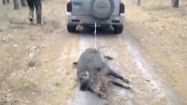 Макаров. Охота на кабана. смотреть онлайн