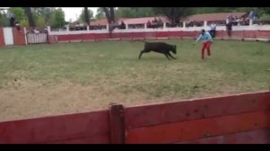 Бык вырубил мужика который хотел выпендрится