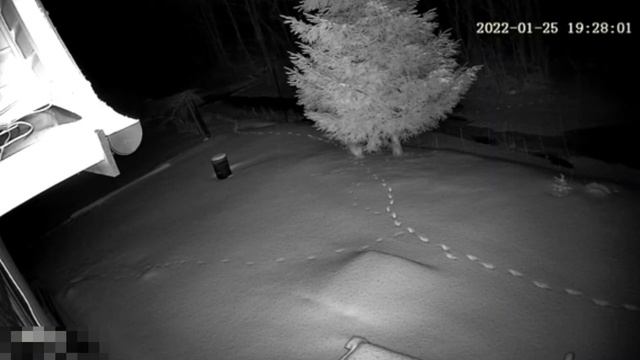 Установил видеокамеру на даче и увидел кто приходит в "гости" смотреть онлайн