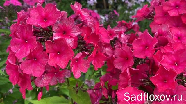 Яркий флокс Спартан, иностранной селекции смотреть онлайн