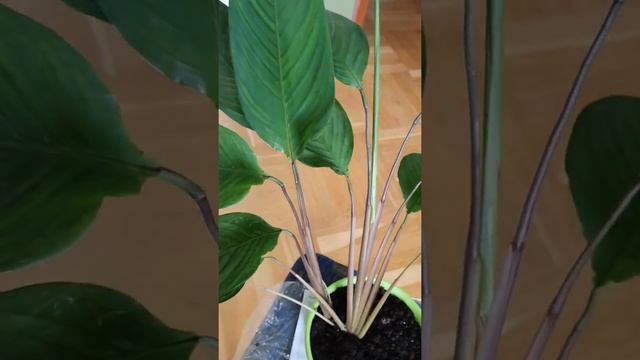 Ктенанта Плеухария смотреть онлайн