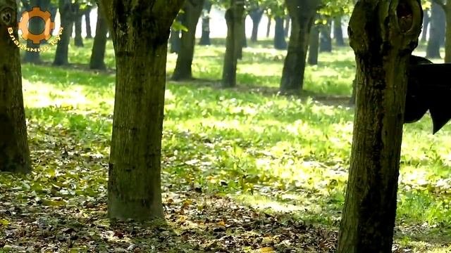 Удивительные машины для сбора урожая плодовых деревьев
