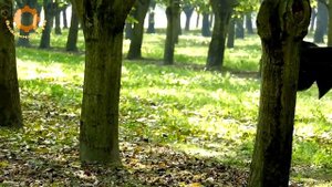 Удивительные машины для сбора урожая плодовых деревьев