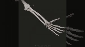 анатомия человека