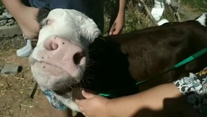 КАК УЗНАТЬ ВЕС ТЕЛЁНКА БЕЗ ВЕСОВ # HOW TO FIND OUT THE WEIGHT OF A CALF