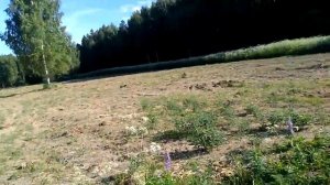 Медовый конвейер. Первые всходы фацелии после посева медоносов.