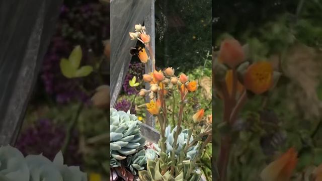 Echeveria Purpusorum flowers and the bee | Pollinating Urbinia succulent plant | #shorts