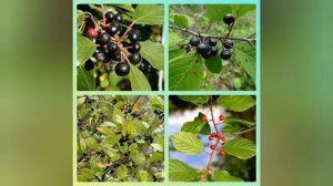 КРУШИНА ломкая и ТОЛОКНЯНКА обыкновенная. Полезные свойства.