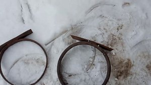 Как поить телят с ведра.