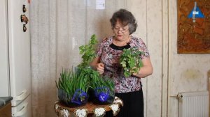 Как вырастить зеленый лук дома в  пластиковой бутылке