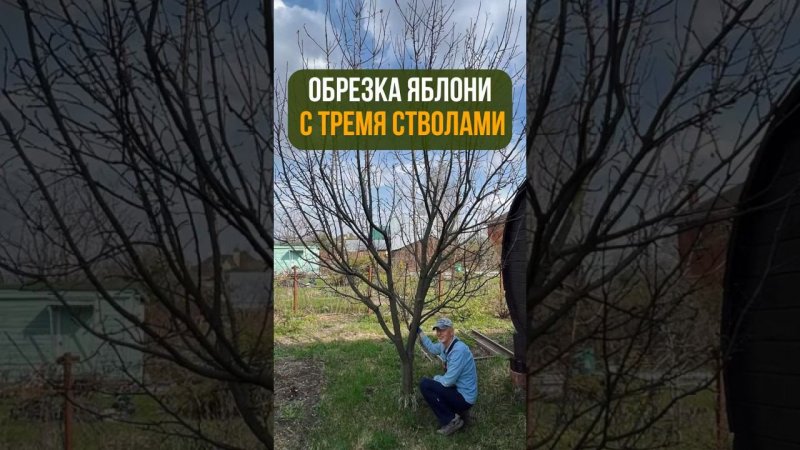 ОБРЕЗКА ЯБЛОНИ с тремя стволами. #бонсай #bonsai #ниваки #сад