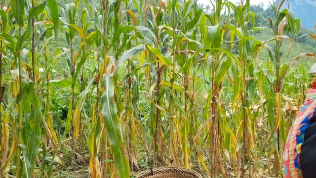 How to Harvest & Preserve Corn - Building a natural life | Hà Thị Nhung