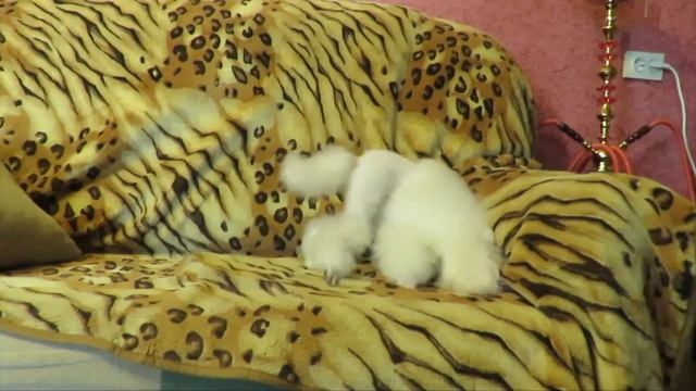 Николь на диване смотреть онлайн