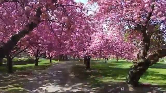 Ботанические Сады - Ботанический Сад в Бруклине смотреть онлайн