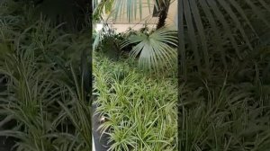 Л.Агутин  Я буду всегда с тобой