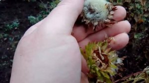 как собрать семена астры
