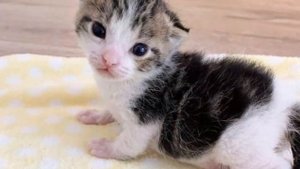 Младенец котенок жалобно плакал, ведь мама уронила его по пути в убежище, и так за ним не вернулась