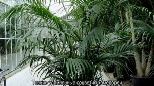 Пальма домашняя — экзотический комнатный цветок