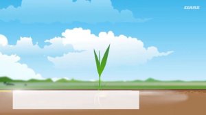 Как растет пшеница: от зернышка до сбора комбайнами (Учебная анимация от CLAAS)