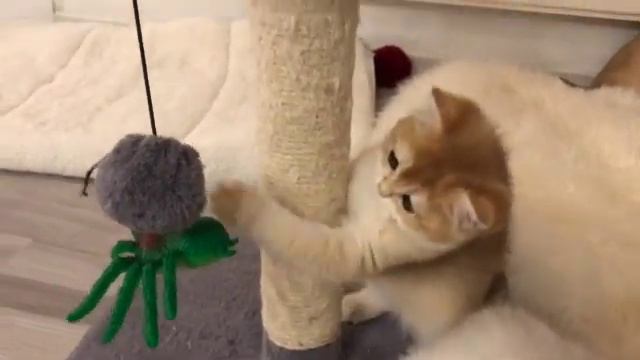 🤩🙀🤩ВНИМАНИЕ!!!🧐 УЗНАЙТЕ УСЛОВИЯ И ПОЛУЧИТЕ ПРИЗ🤩🤩🤩РОЗЫГРЫШ😻