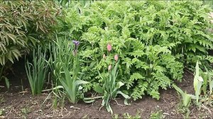 Bumblebees, and forest ,шмели и цветы весна лес