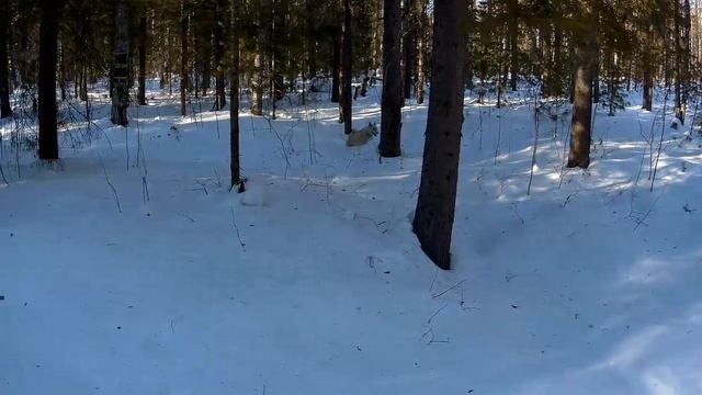 Прогулка по тайге с ЗСЛ _ (31_03_2018) !!! смотреть онлайн