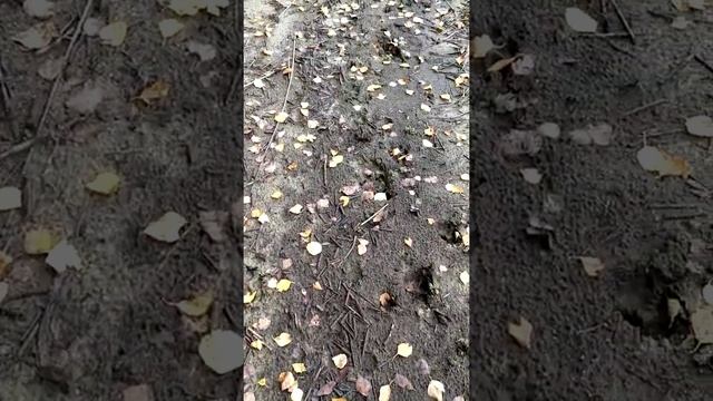 придет серенький волчок... смотреть онлайн