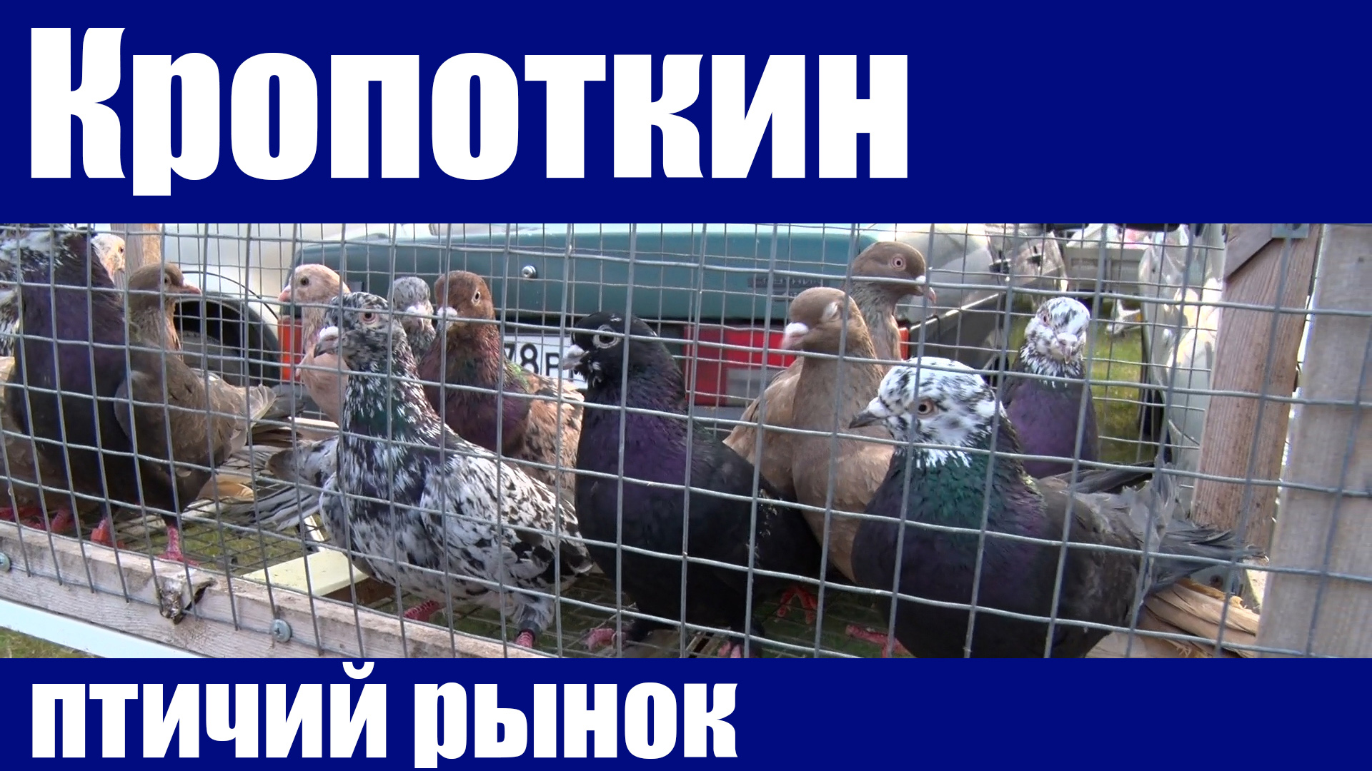 Кропоткин выставка голубей. Птичий рынок в Кропоткине. Ярмарка голубей в Кропоткине. Голуби на птичьем рынке. Выставка голубей в Кропоткине.