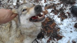 Ловля волков петлями 2016-2017.Catching wolves loops 2016-2017.