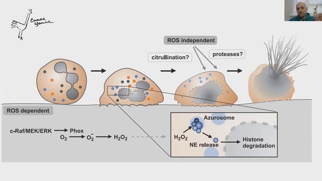 Лекция «Чудеса биологической изобретательности: как клетки используют ядро не по назначению» смотреть онлайн
