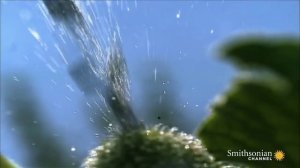 Бешенный огурец (Ecballium elaterium)