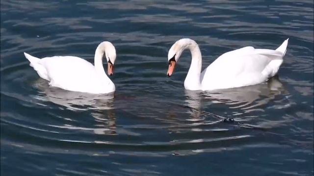 Божественная музыка которую можно слушать вечно! Релакс Музыка Массаж Глубокий сон Природа смотреть онлайн