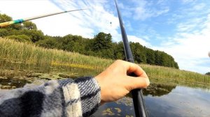 Подлещик с лодки в кувшинках и море плотвы и краснопёрки в камышах.