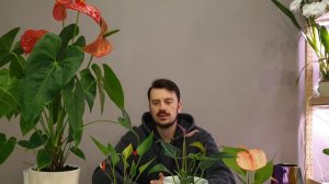 Антуриумы: вечные цветуны!