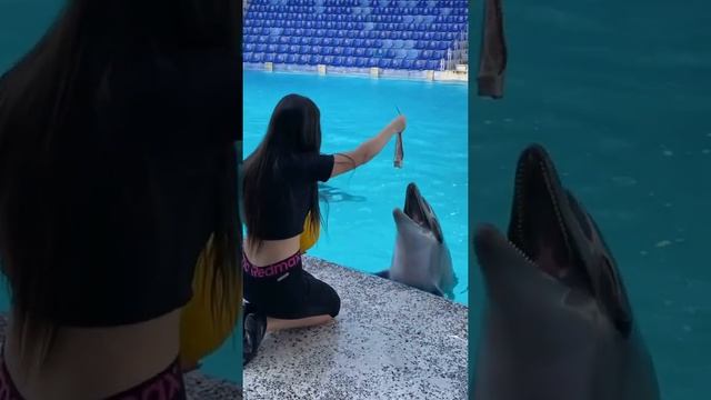 Дельфин против мяча! ? Dolphin vs Ball!