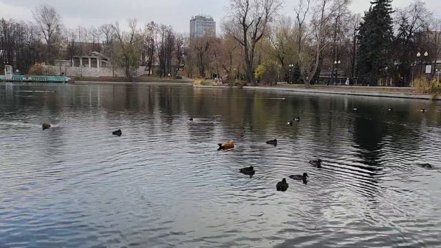 Москва. Интересные птички в парке Горького. Хохлатая чернеть. Ноябрь 2022 года. смотреть онлайн