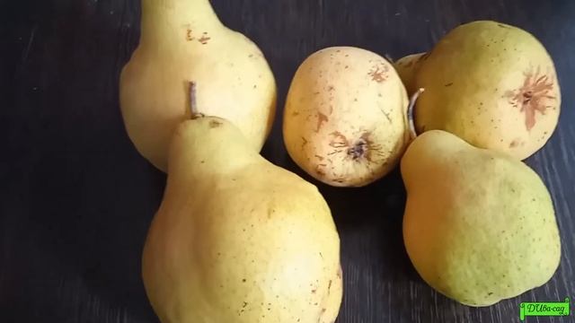 груша сорт Ноябрьская ч 2 Астрахань 2021г смотреть онлайн