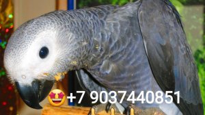 Птенцы выкормыши жако