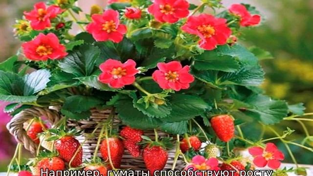 Ампельная клубника — уход и выращивание