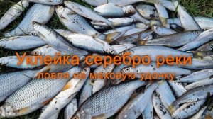 Уклейка серебро реки ловля на маховую удочку