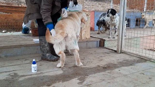 Обработка от блох и клещей смотреть онлайн