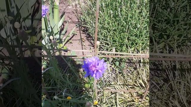 Цветок василек полевой серия455 смотреть онлайн