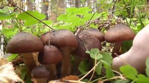 Тихая охота - Сбор грибов - Опята осенние грибы