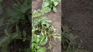 вянут картофельные плети. как бороться!