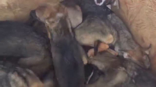 Приют май 2019 новые жители смотреть онлайн