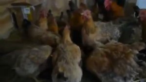 Кучинские куры в зимнем курятнике // Кучинская юбилейная // Нескучная жизнь в деревне