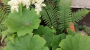 Астильбоидес табулярис (Astilboides tabularis) - цветение 2024. Сравнение с астильбой.