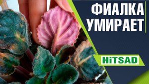 ПОЧЕМУ ВАША ФИАЛКА УМИРАЕТ  ✔️ ПРОБЛЕМЫ ПРИ ВЫРАЩИВАНИИ ФИАЛКИ